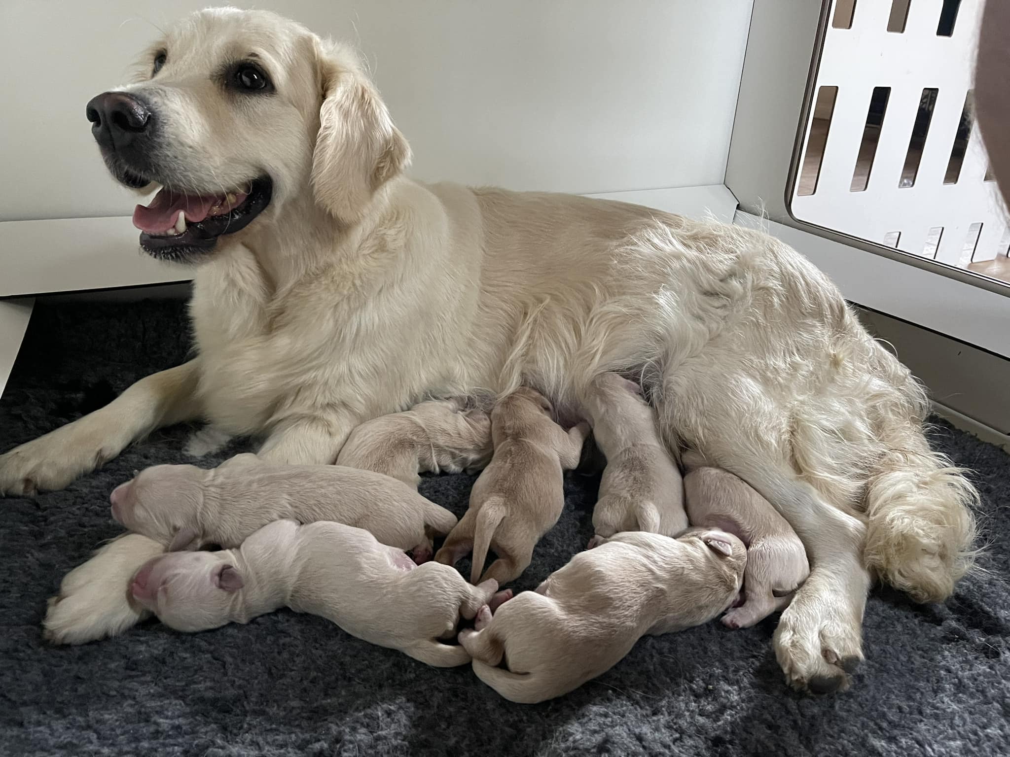 puppies-a