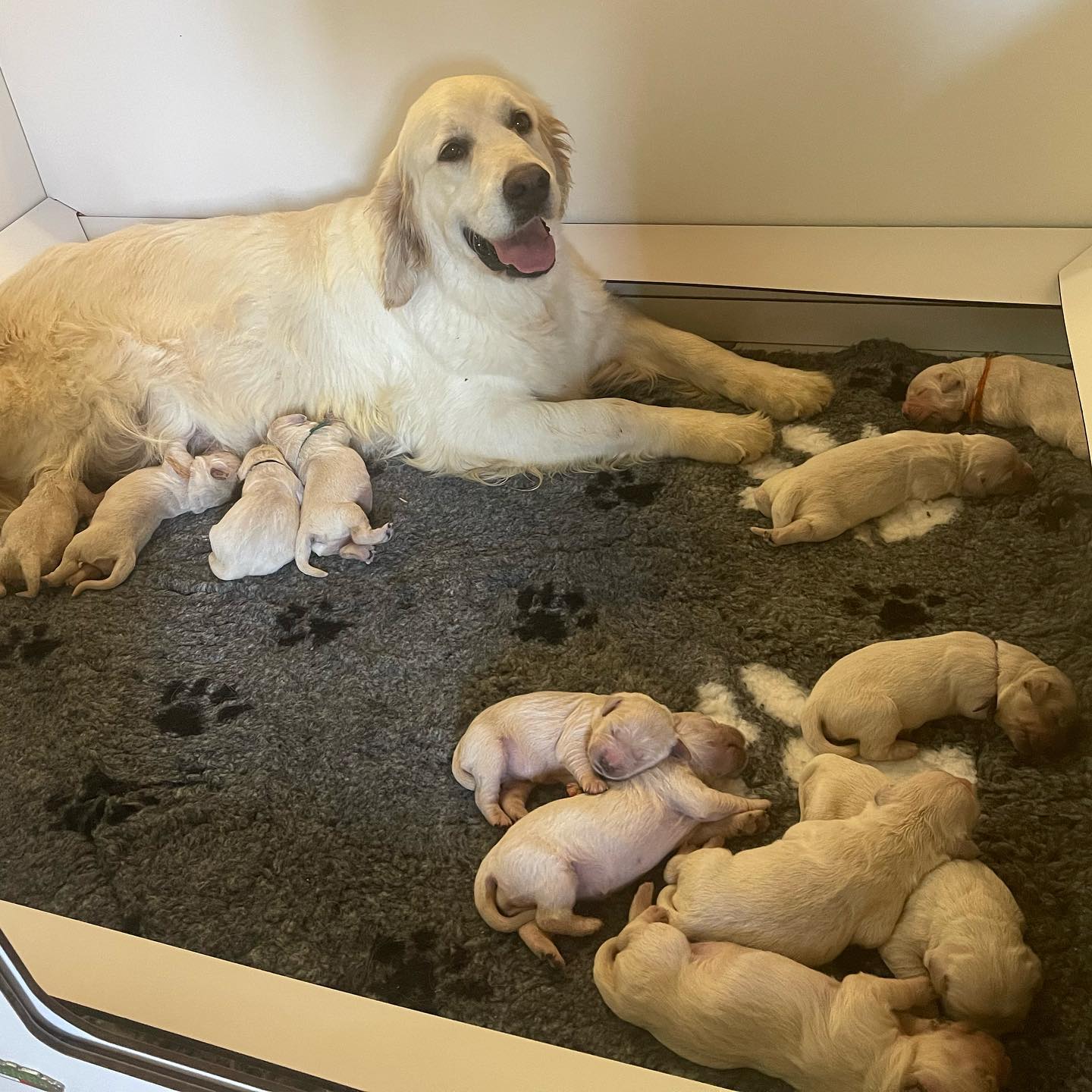 puppies-belle