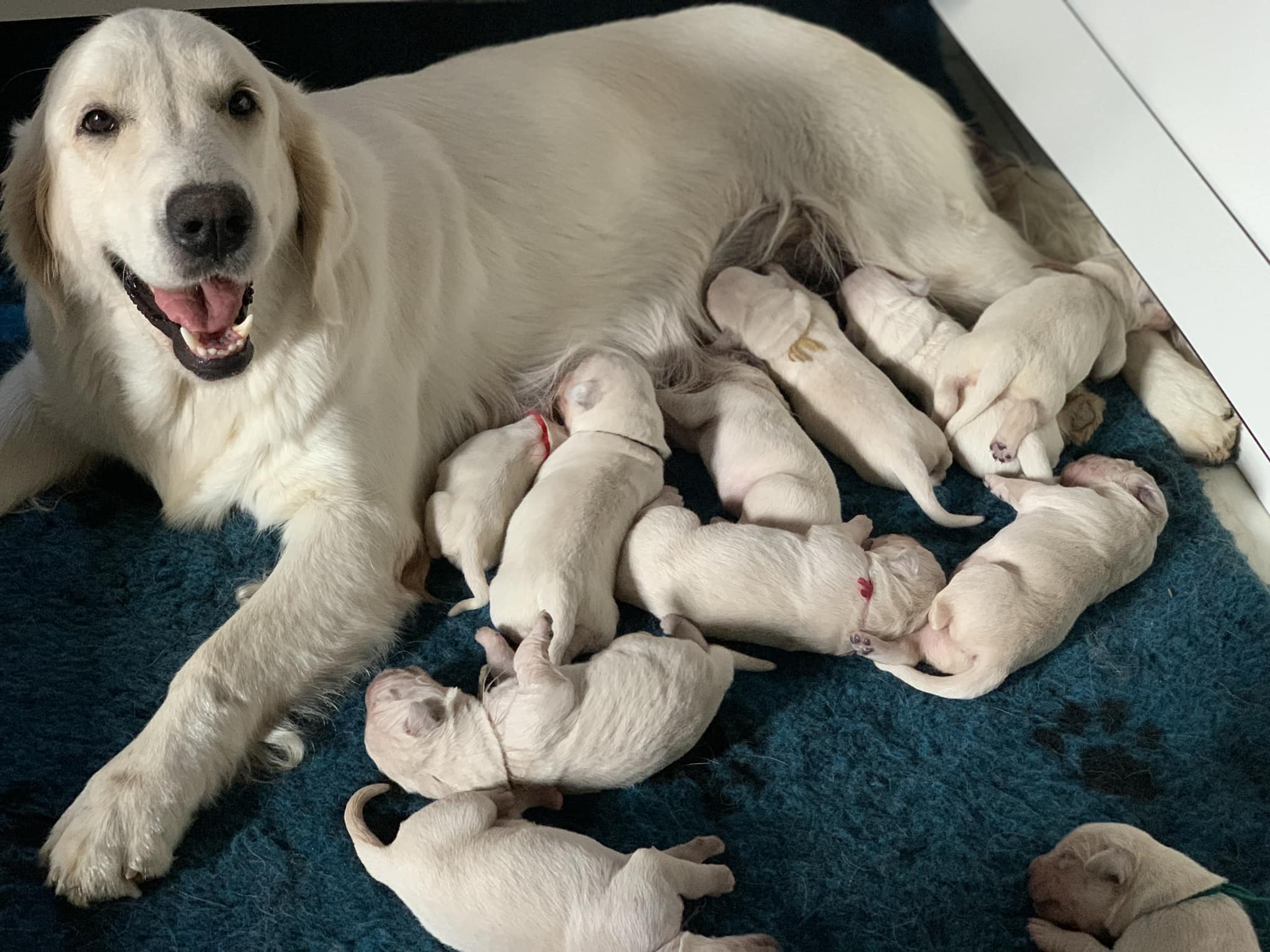 puppies-ellis