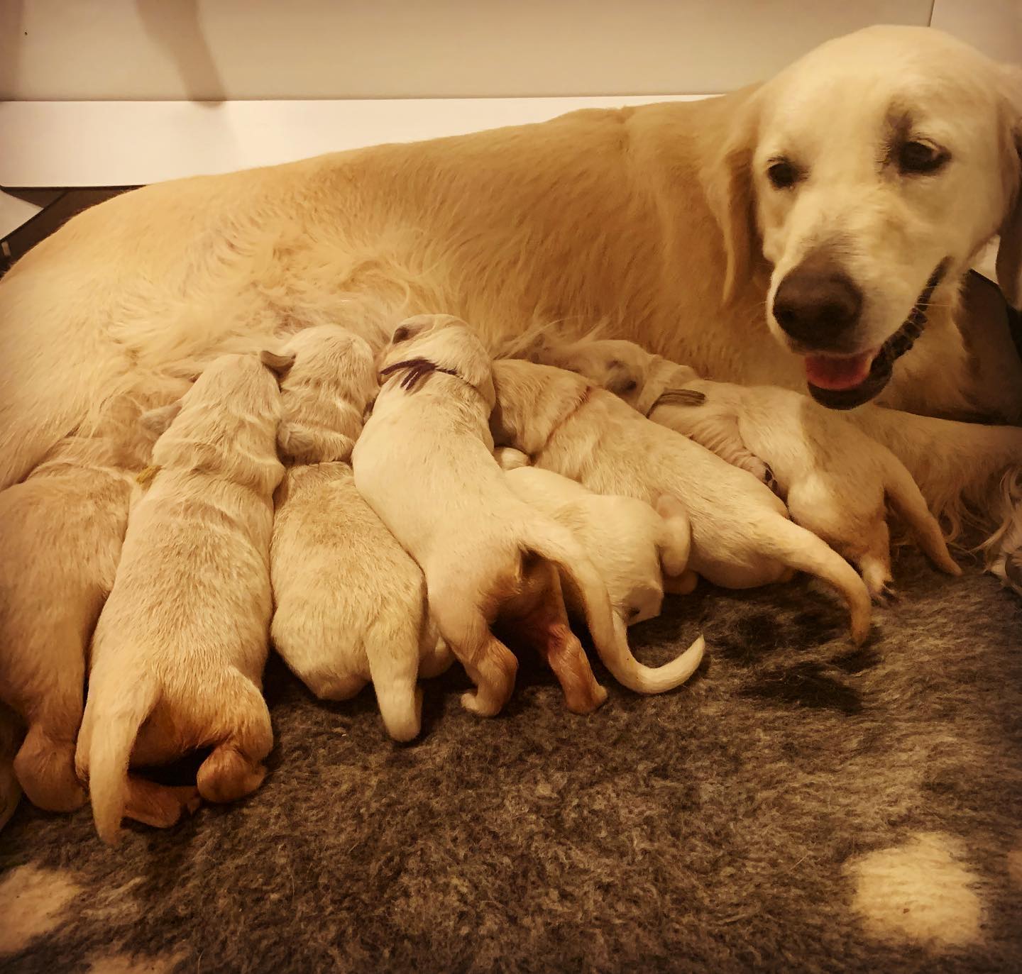 puppies-nora