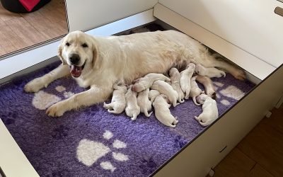 I cuccioli di Ellis&Marvin sono nati