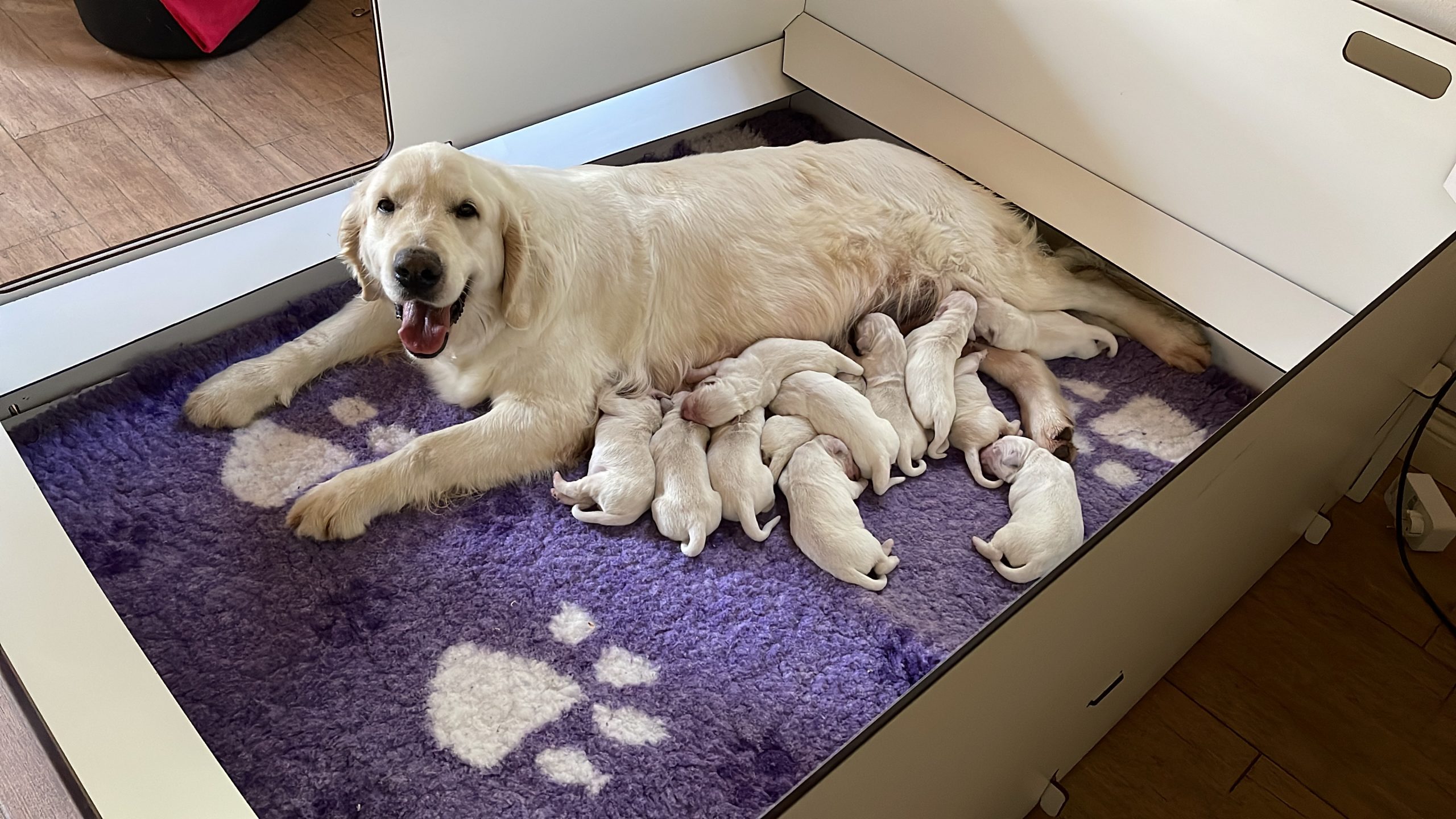 Ellis puppies