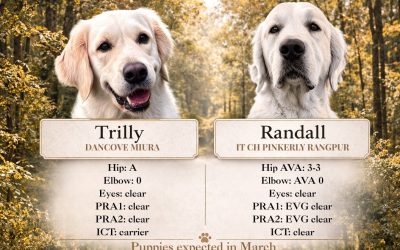 Piccole meraviglie: la cucciolata di Trilly&Randall 💕