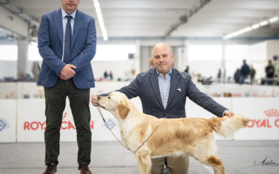 Alleanza Cinofila Latina – R.C.I. Speciality Show